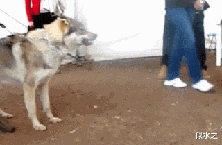 “全世界都知道金三角的危险性,为什么没人去剿灭?”网友神评有毒啊!