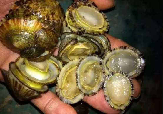 古人类会吃海鲜吗？10万年前的珊瑚化石被发现，或能佐证这一点