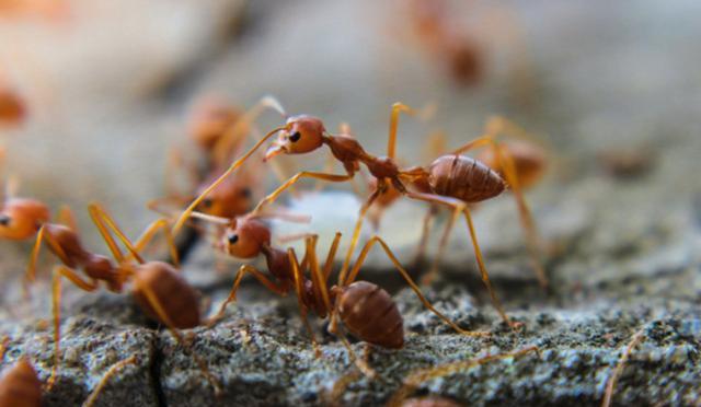 红火蚁毒素可致人死亡，耐低温性增强，留给北方的时间还剩多少？