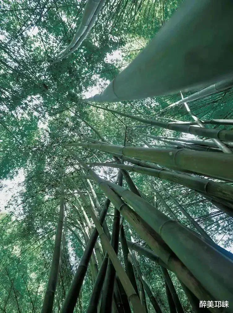 峨眉|莫向临邛去丨在户外天堂川西竹海,这些数字代表什么