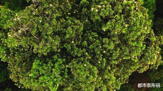 极度濒危!起源于1.4亿年前!它是植物界的“大熊猫”,你见过吗?