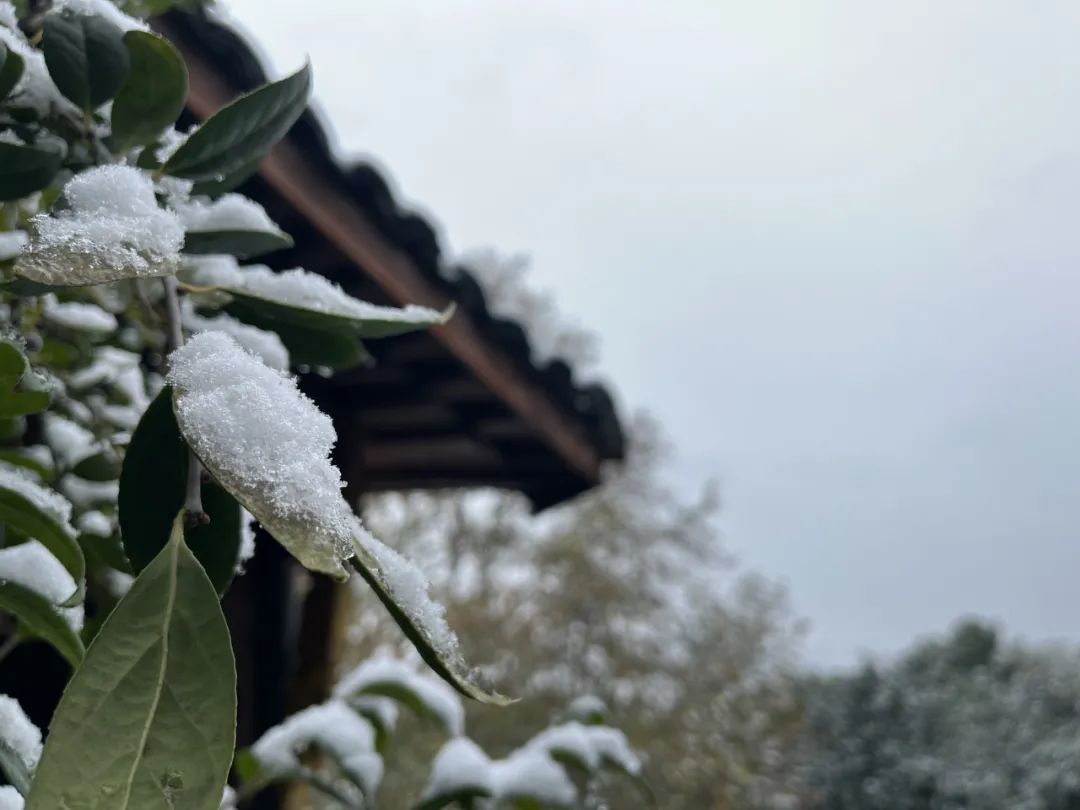 |杭州初雪问冬安