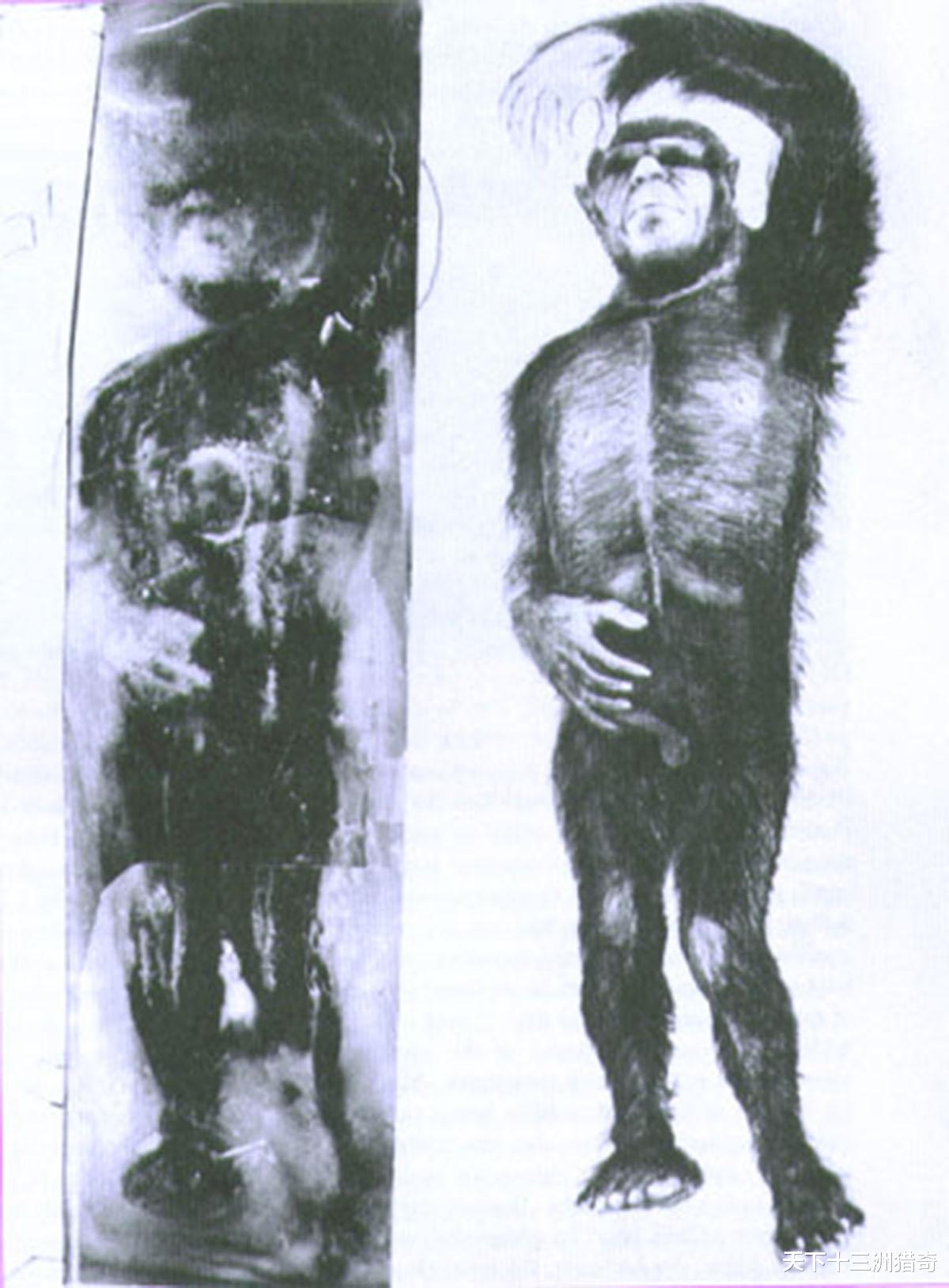 55年前,美国“明尼苏达冰人”是森林人?是人和猿间的过渡生物吗