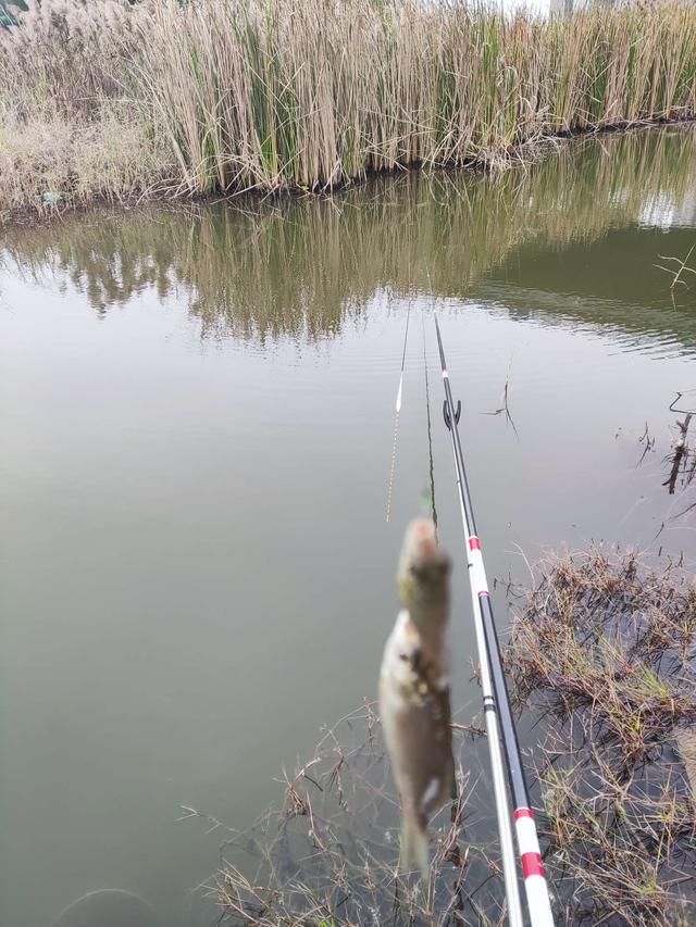 |新年新气象，野塘小鲫鱼连杆