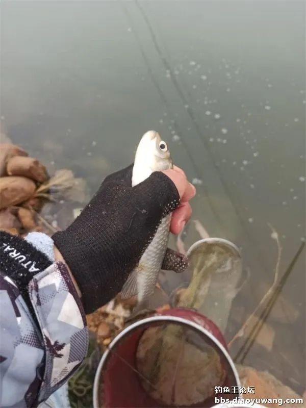 饵料|垂钓雪中景,雪中好鱼情