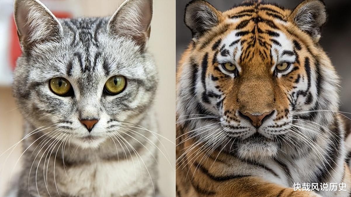 老虎和猫都是猫科动物，那老虎看见猫，会吃掉猫吗？