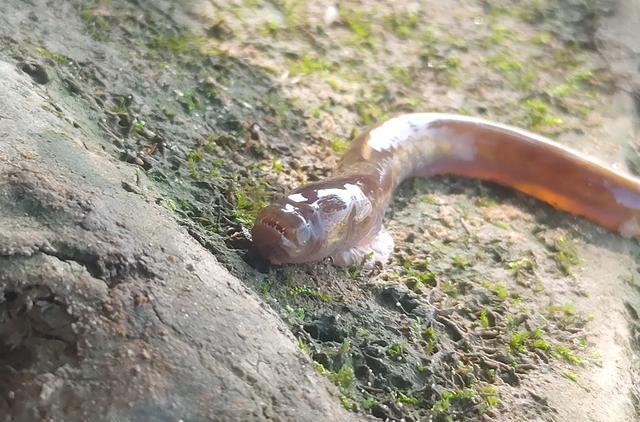 |安徽钓友钓起许多怪鱼,形似史前生物,钓友:不知道河里还有多少