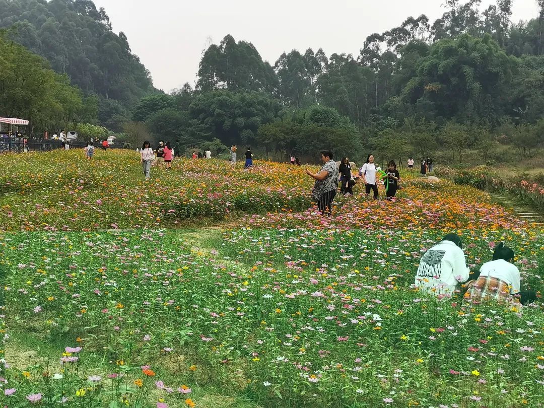 嘉州|波斯菊、芙蓉…绿心公园超美花海又来了！快去打卡！