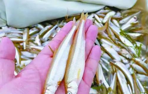 京杭大运河|长白山天池里到底有没有鱼？为什么？