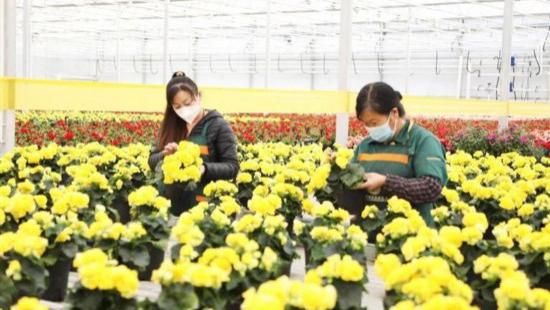 甘肃兰州：百花齐放迎新春 浓浓“年味”扑面来