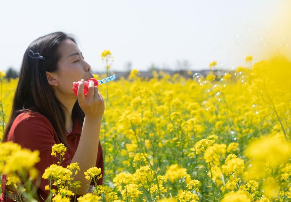 门源油菜花|郭进拴|门源油菜花