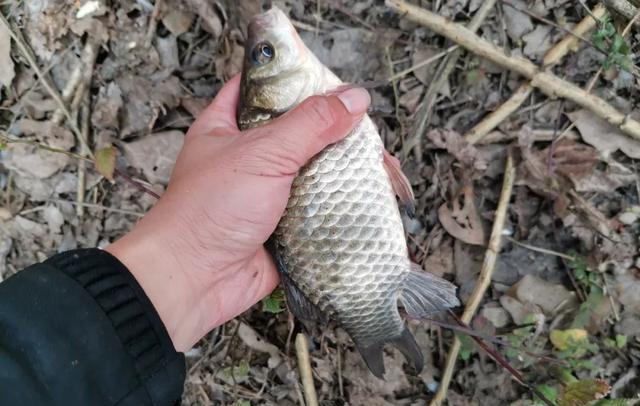 |难怪有人说学会调漂反而钓不到鱼了!只因你学艺不精、没学全