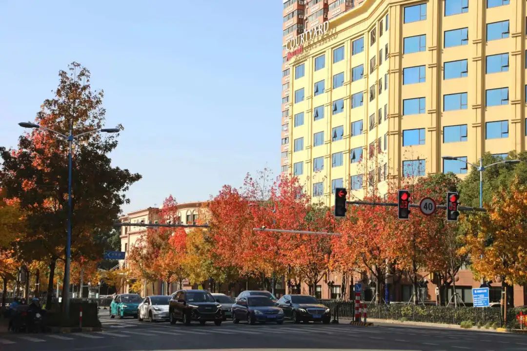 雪乡|奉贤南奉公路上一路枫景，感受初冬的美好