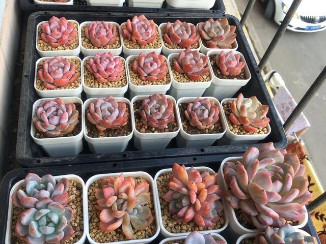 室内想要养好多肉,补光灯必不可少,是真的吗?