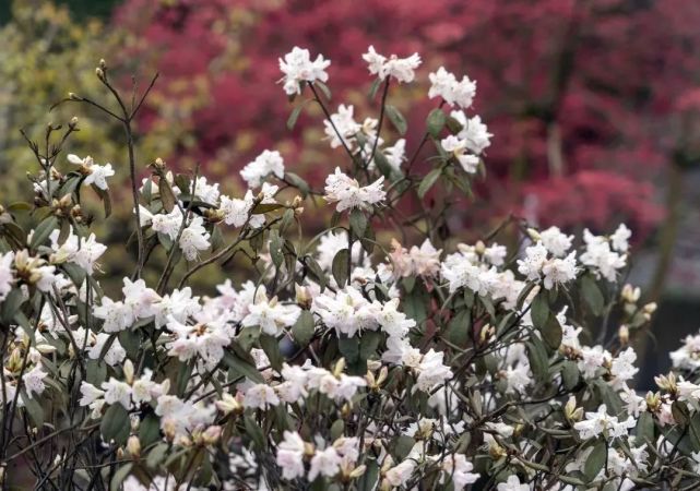 汶川|约！汶川『6月花花世界』已上新！