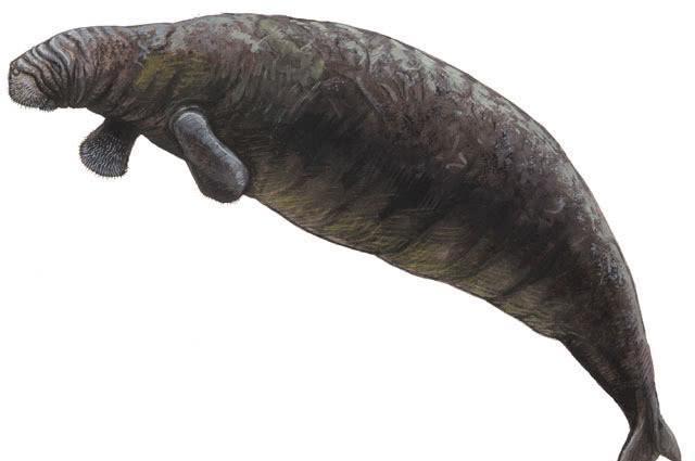 为了避免被吃掉,生物会不会进化得越来越难吃?