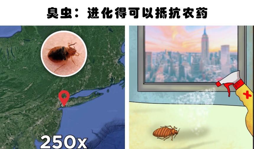 被迫的进化:因为人类的影响,而不得不发生进化的5种动物