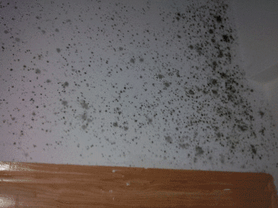 夏天一到，家里墙面霉菌“疯狂”生长？教你小妙招，霉斑自动消失