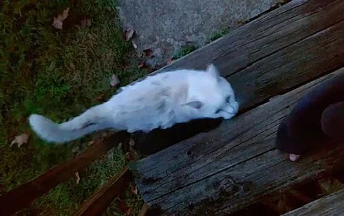 家猫被遗弃街头，还被地头蛇毒打，结果闯网友家哭求收留！