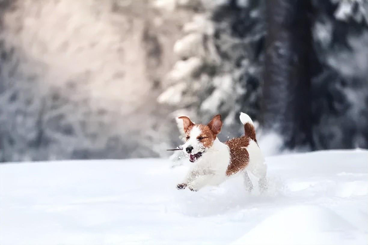 宠物犬冬季养护知识介绍 狗狗冬季养护知识