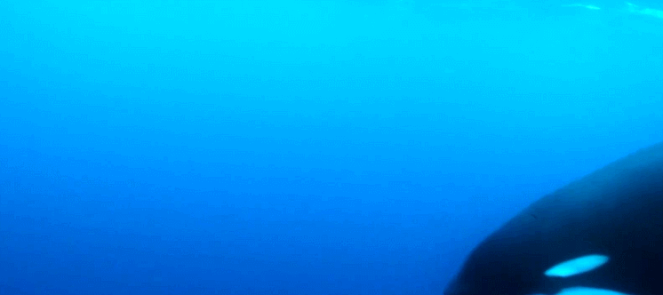 广阔深邃的海洋里,即使巨大如座头鲸,面对危险时也显得格外渺小