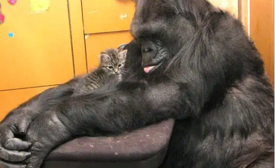 全球“最聪明的”猩猩,能与人类熟练沟通1000多种手语,留下的遗言让人深思