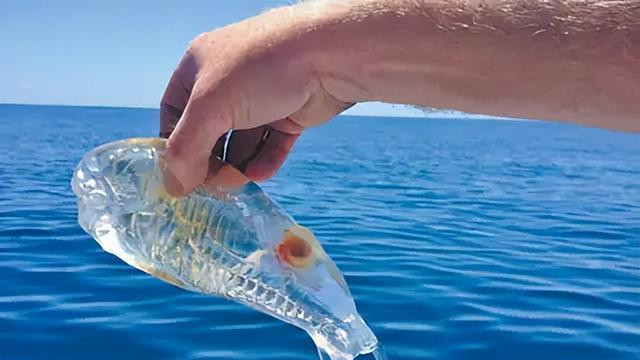 全身透明会隐身，海中漂流的“果冻”，樽海鞘竟然会导致温室效应