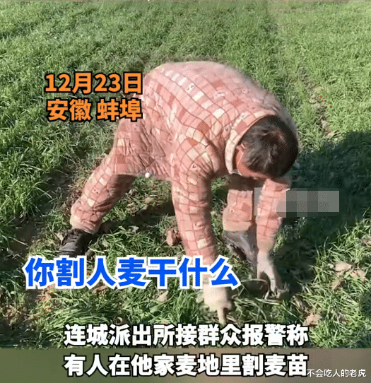 河南信阳:女子在别人果园里放羊,男子发现树叶被啃驱赶羊群,女子称把羊打坏要报警