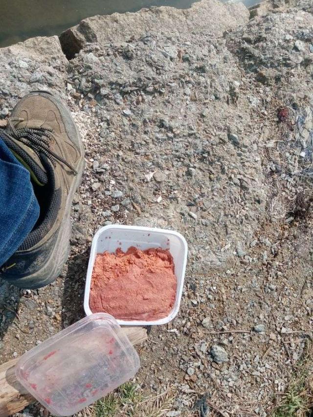 饵料|菜地解封第一战,黄鳍鲷来小爆护