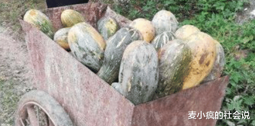 继千亩南瓜被“组团偷窃”后,老人又“砍烂”南瓜发泄,还不罚?