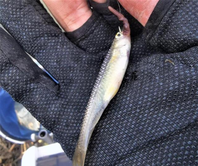 |夏季用蚯蚓钓不到鱼?这3种场景,这3种钓法,蚯蚓钓鱼鲫鱼连竿上