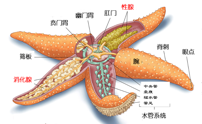 在吃货如此多的中国,这个物种在我国竟然还能泛滥?