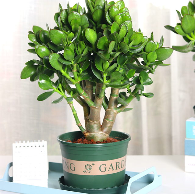 上海市|“客厅养树,十有九富”!老祖宗留下的“规矩”,说的太有道理了