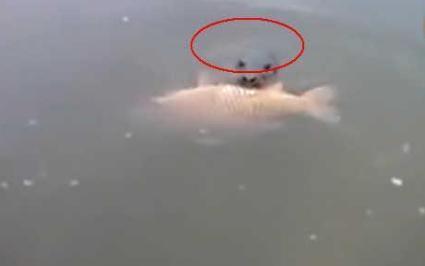 天猫|小伙河边钓鱼,飘来一条大鲤鱼,仔细一看连忙退了几步