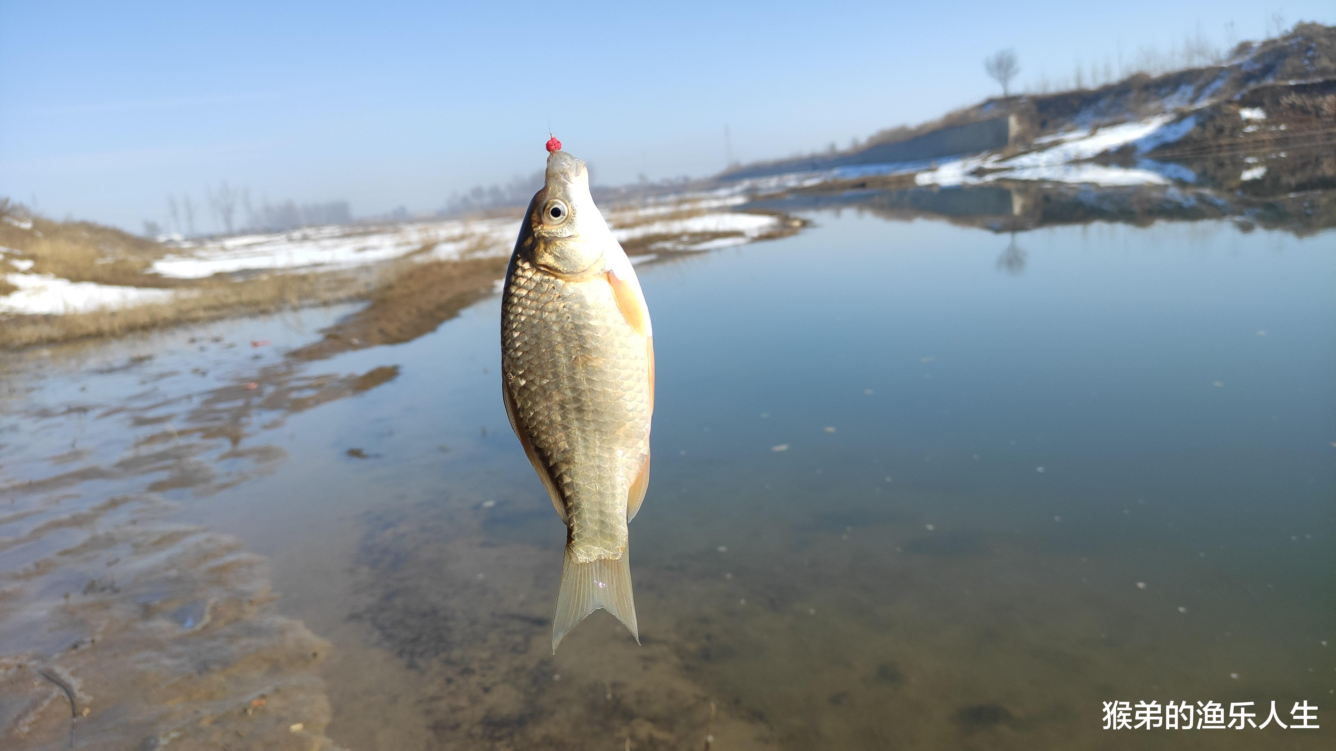 大板|冬季野钓大板鲫，蚯蚓和红虫效果都不好？大师都推荐这两种活饵