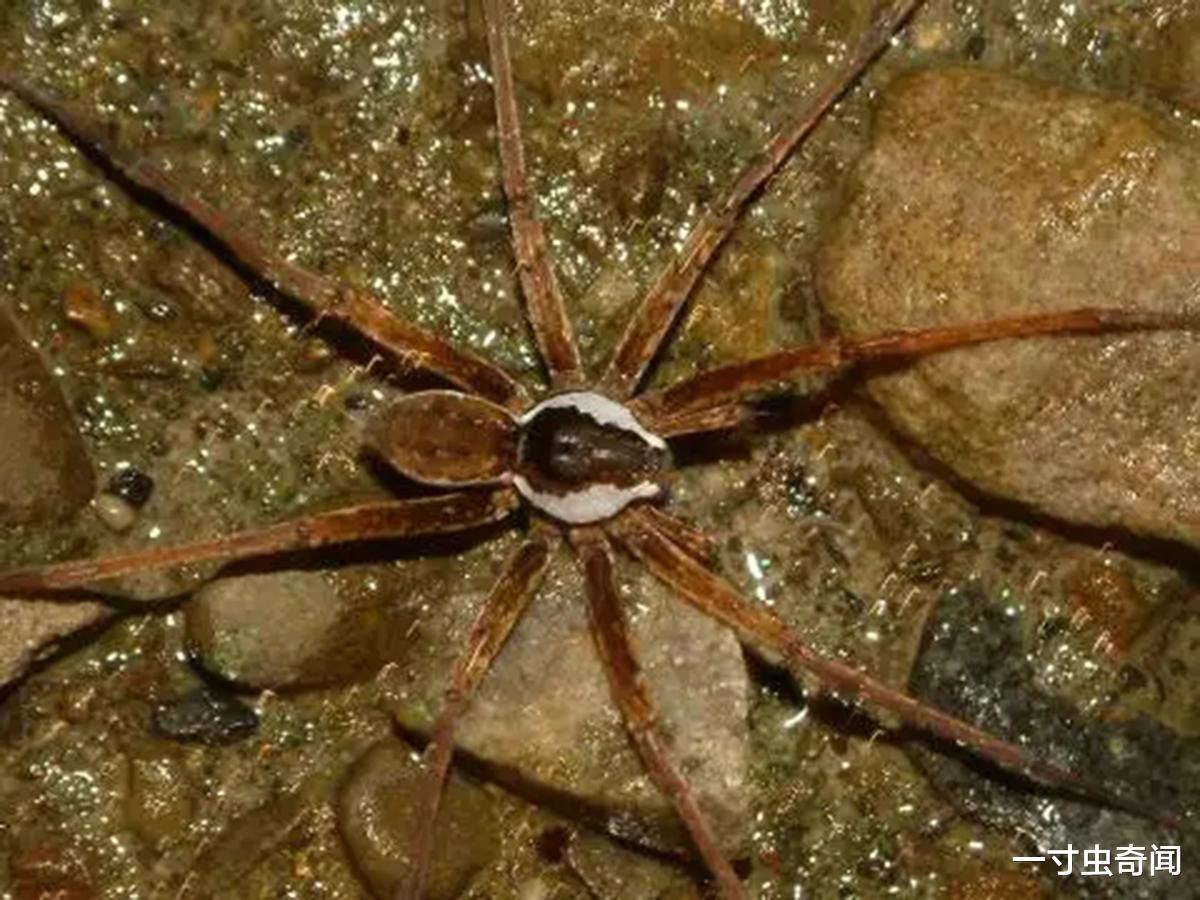挽救“水塘杀手”,能捕鸟类、蛙类、鱼类的植狡蛛,为何濒临灭绝