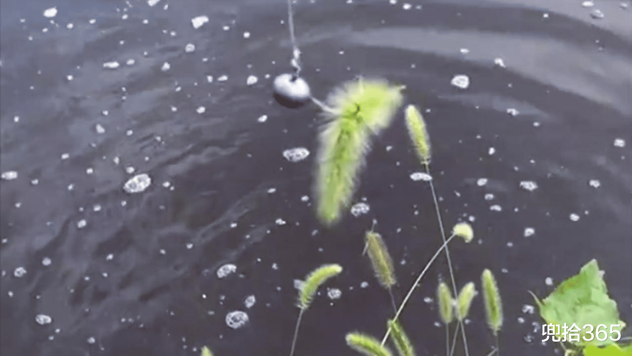 原神|狗尾巴草花絮钓鲈鱼?男子神操作看懵众人,网友:不传谣不信谣