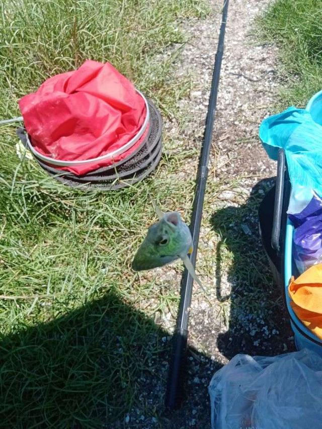 |杂鱼堡的梦想,让鱼获爆了护!