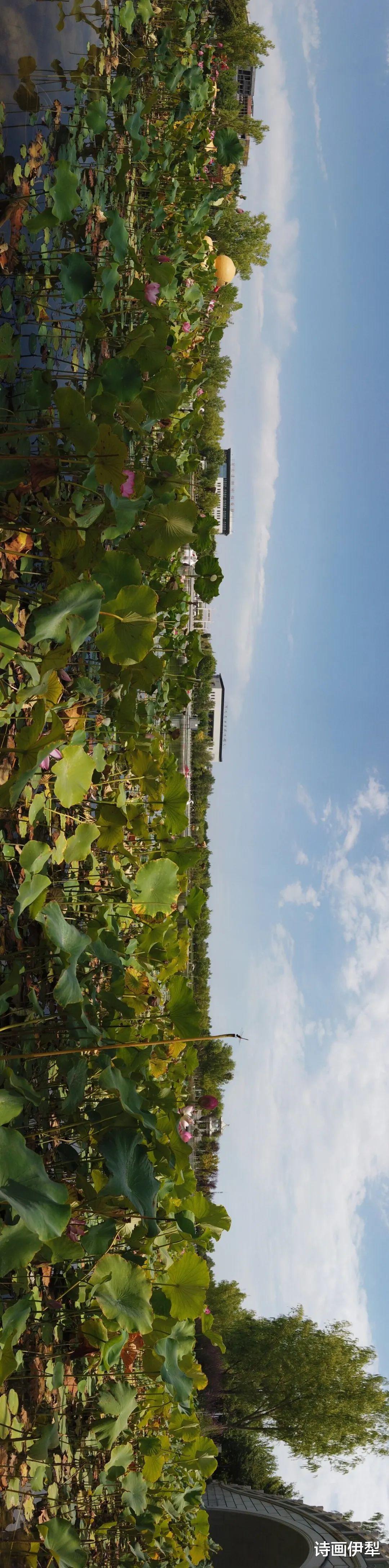 四姑娘山|美丽新疆 —— 伊犁河谷荷花香，七月赏荷正当时