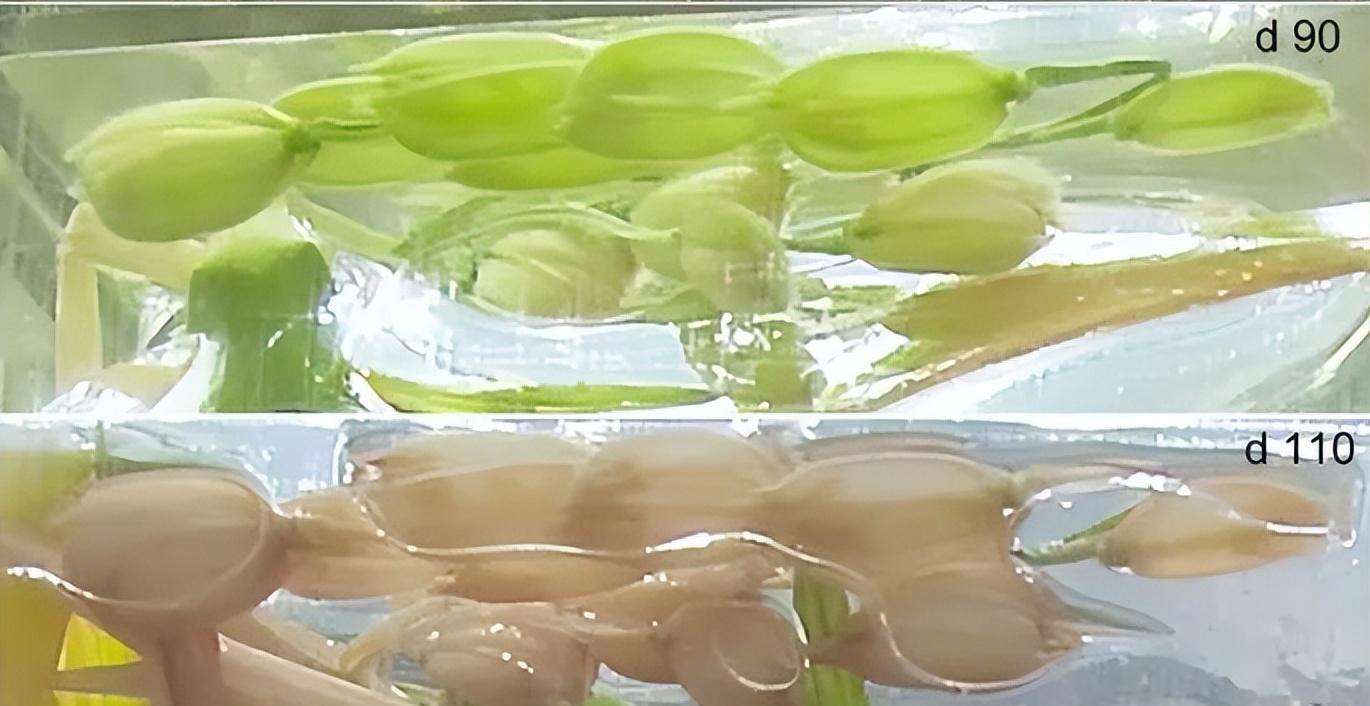 种菜真是种族天赋?我国宇航员在太空种水稻,首次结籽有何意义?