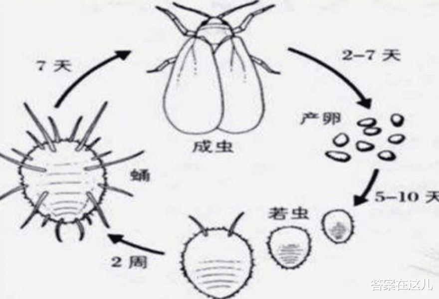 虎杖的威力多大？让英国房屋贬值80%，连长过的土都需回收处理