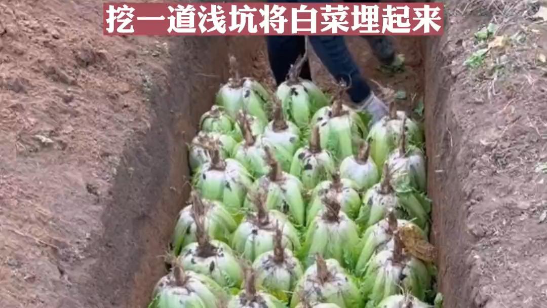 大爷冬储大白菜，挖一个土坑将其埋进土里！网友怒赞：涨见识了