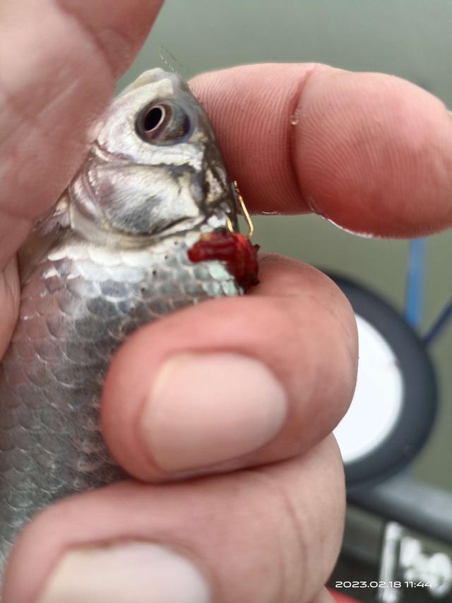 饵料|连杆停不下来,嘴都给乐歪了