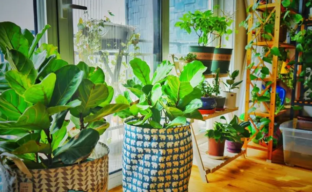 不跟人们争氧气的“6种花”,养在卧室里,睡眠都变好了