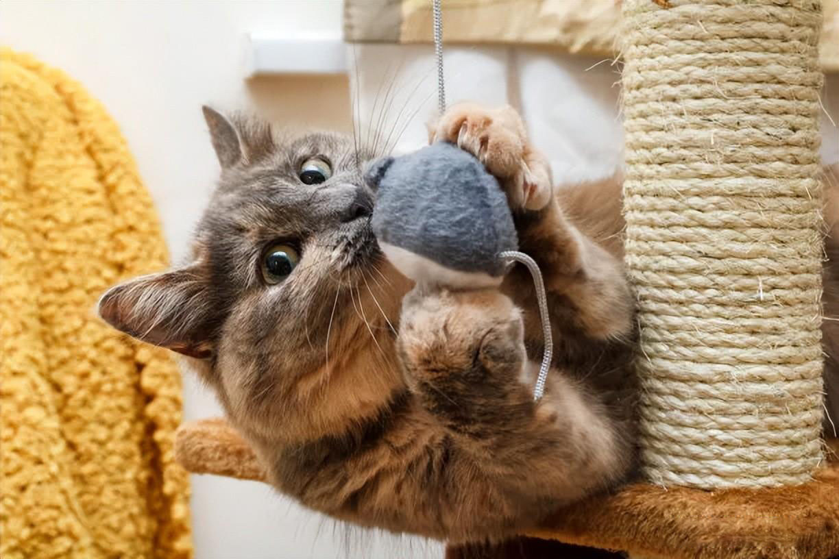 新手养猫指南｜新手养猫需要做哪些准备