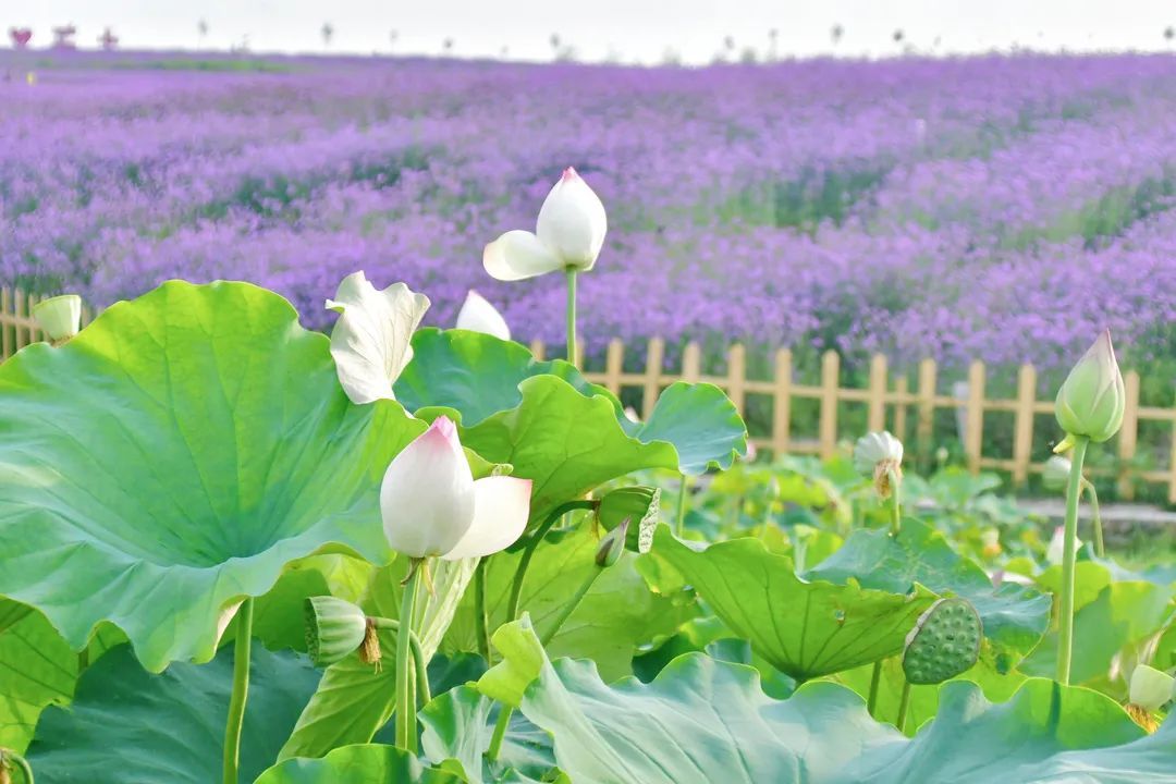|花溪之夏·避暑季 | 在花溪，很高兴陪你度过这样一个夏天