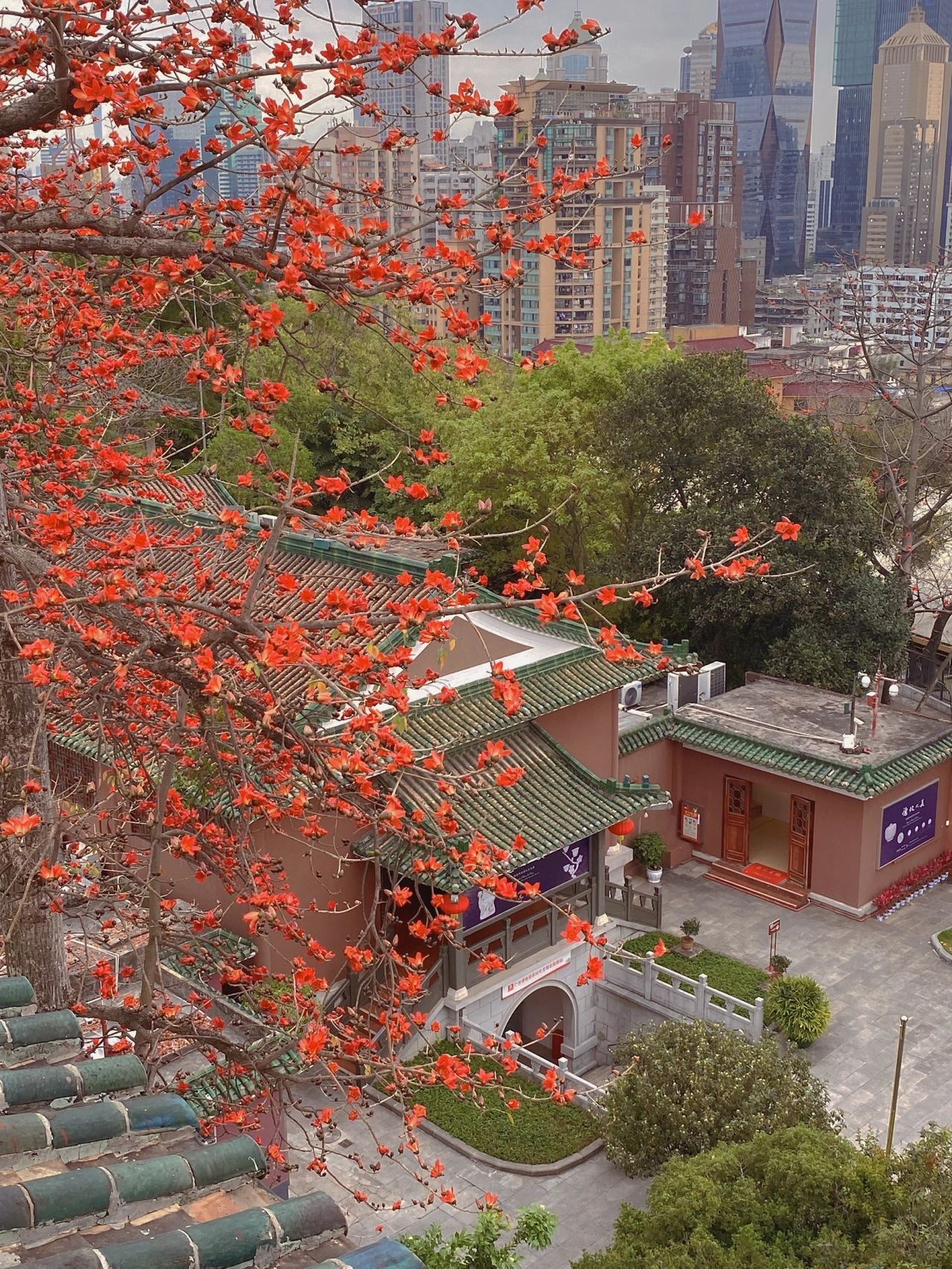 牡丹花|广州十大著名旅游景点 广州著名景点有哪些 广州最有名的景区盘点