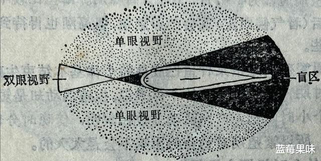 能预测世界杯,还拥有再生能力,章鱼真的不是外星生物吗?