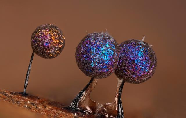 黏菌：单细胞生物，其行为很像人，聚集成群落和宇宙结构异曲同工