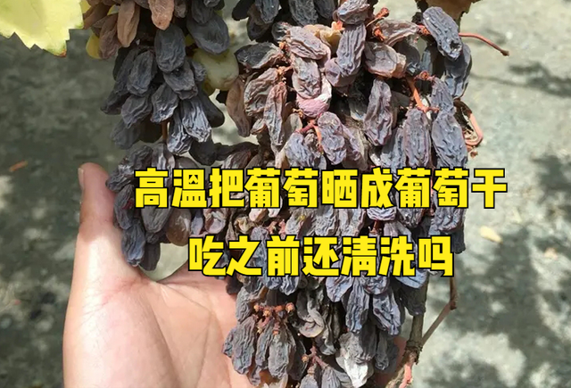 葡萄还未采摘被高温晒成葡萄干,果农损失几十万,网友却说赚了